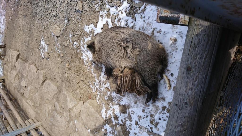 Bachyně kojící svá mláďata. 3.5. Mláďata Selata při narození váží 0,4-0,8 kg a mají velmi málo tuku a energetických rezerv, proto není zcela výjimečné, že některá z nich uhynou.