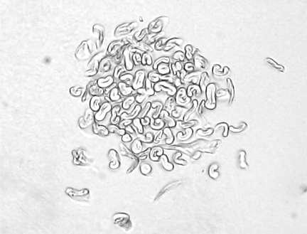 přibliţuje průměrné hodnotě délky horní půle staplu a LOT 7 vykazuje nejniţší hodnotu této délky ze všech sedmnácti experimentálních LOTů, které byly k dispozici.