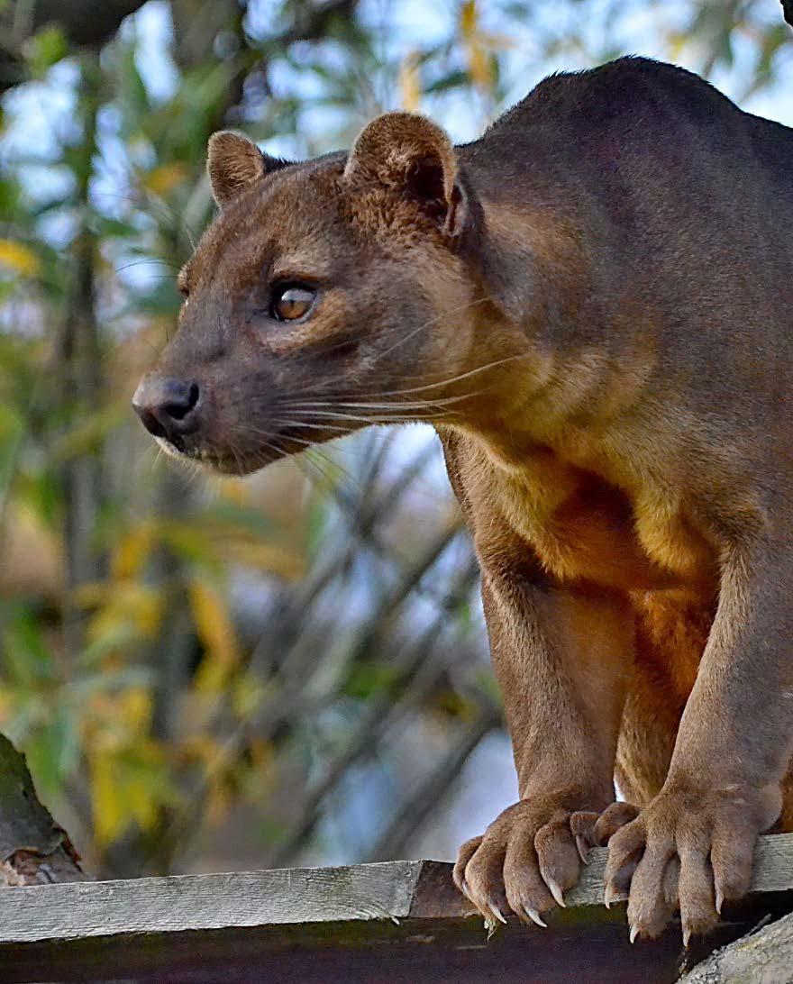 Základní údaje o ZOO Tábor Sídlo: Zoologická zahrada Tábor, a.s.