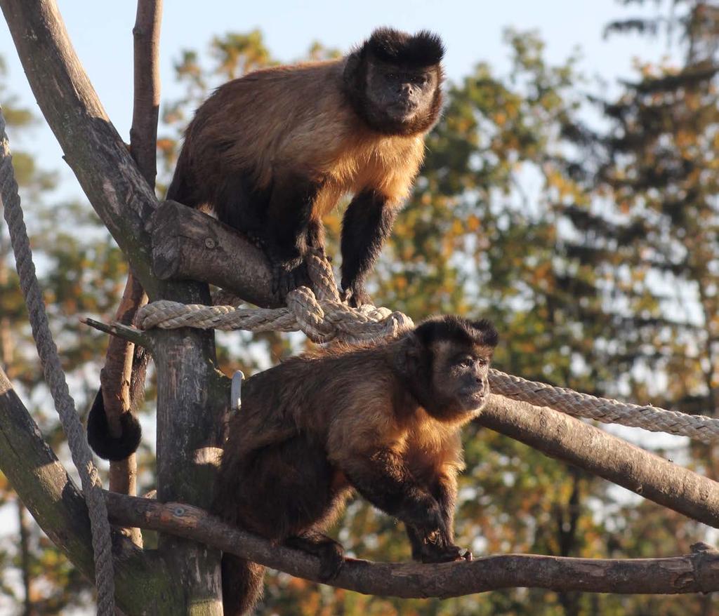 ZOO Tábor v číslech Spotřeba krmiva v roce 2019 Hovězí maso Vepřové maso Kuřecí maso Králičí maso Ovoce a