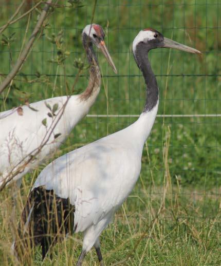 Zvířata v ZOO Tábor Chovatelská činnost V roce 2019 jsme navázali na další z Evropských záchovných programů (EEP), tentokrát druhem ohrožených zástupců ptactva jeřábů mandžuských (Grus japonensis).