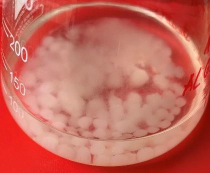 Aspergillus brasiliensis Bylo použito živné médium MHA (Mueller Hinton Agar, OXOID LTD, Velká Británie).