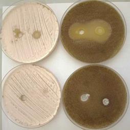 Experimentální část U vzorků získaných z tekutého média nebyl biocidní efekt prokázán. U vzorků A - F nebyla zjištěna žádná antifungální aktivita vůči oběma indikátorovým plísním (Penicillium sp.