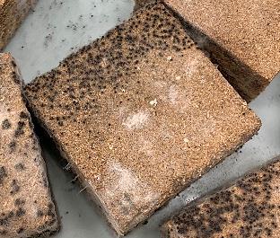 Experimentální část z dřevoláknité desky (obr. 59), u kterých kromě předpokládané poloviny plochy vzorku bez plísní, tvořila tato plocha bez plísní 70 % sledovaného povrchu vzorků.