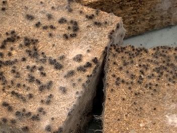 Vrtsva papíru si udržovala vlhké prostředí vhodné pro organismy tvořící inokulum a jeho povrch byl porostlý souvislou vrstvou mycelia plísní a P. oligandrum nebylo vizuálně pozorováno.