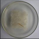 uvedeny v tab. 13. Na vzorcích byly identifikovány následující rody plísní: Alternaria sp., Penicillium sp., Aspergillus sp., Cladosporium sp., Mucor sp., Aureobasidium sp. a Fusarium sp.