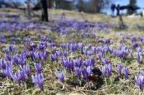 Fauna Sokol stěhovavý, výr velký, rejsek horský, vydra říční, zmije obecná, skokan hnědý, střevle potoční, jelen evropský, vlk obecný Ochrana