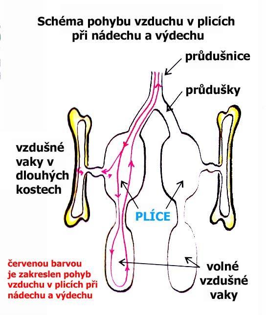 Dýchací soustava dýchají pouze plícemi nozdry - průdušnice - průdušky - plíce - parabronchy