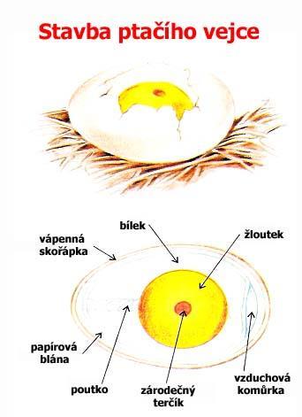 Rozmnožování ptáků samec + samice oplození vnitřní vývoj mláďat ve vajíčku Ptáci krmiví mláďata jsou
