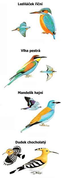 Srostloprstí částečně