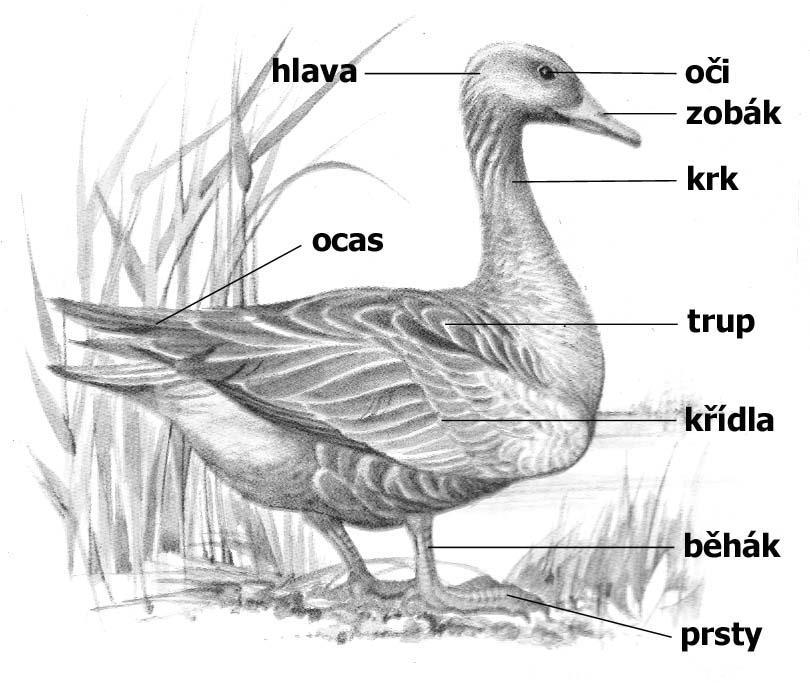 Vnější