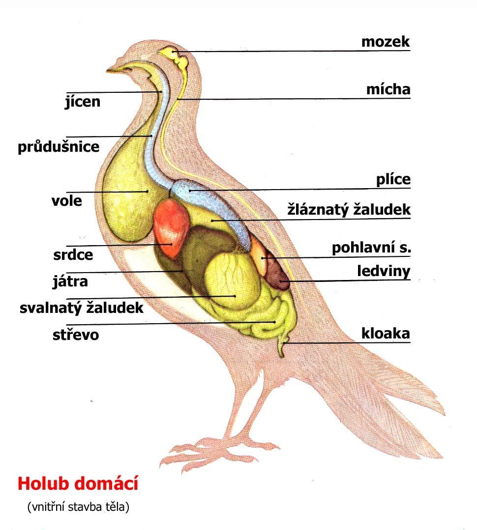 Vnitřní