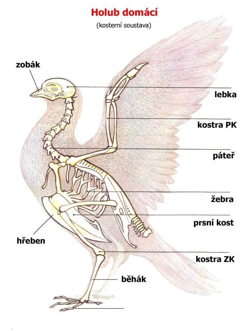 těla