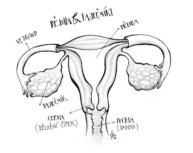 malá velká Cyklická dívka sára Ano, Terka má pravdu. Ovulace je z latinského slova ovum, neboli vajíčko a odtud je pak i název této fáze: ovulační.