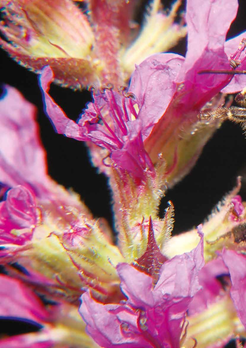 Objektivem Zdeňka Dukáta Kyprej vrbice (Lythrum salicaria) je široce rozšířená mokřadní vytrvalá rostlina s růžovými květy.