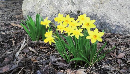28 Vaše fotografie: První poslíčci jara MĚSTO ŽIDLOCHOVICE ZPRAVODAJ