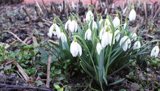 Narcis / foto: Vladimír Goš Hluchavka / foto: Petr Válek Měsíčník