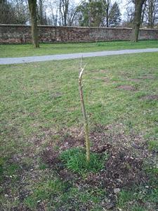 Policie aktuálně například objasňuje ničení části aleje u golfu, kde výtržníci polámali nejen nově zasazený strom, ale také zdevastovali odpadkový koš a další mobiliář.