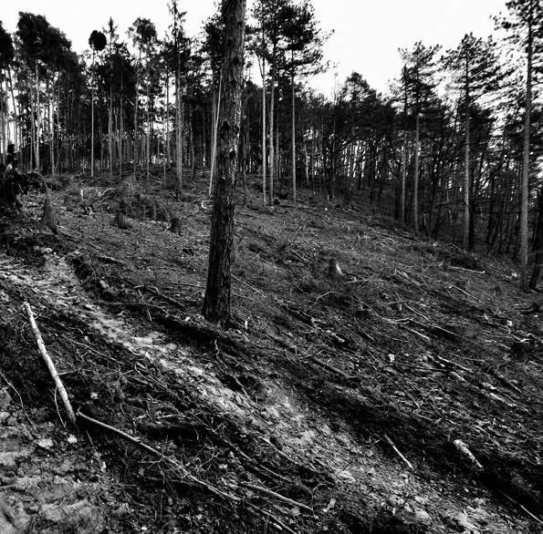 Důležité je zdůraznit, že jakkoliv česká veřejnost často považuje lesy za jakýsi společný majetek a veřejný prostor, reálně se (mimo národní parky) jedná o soukromý majetek určený k hospodaření, a