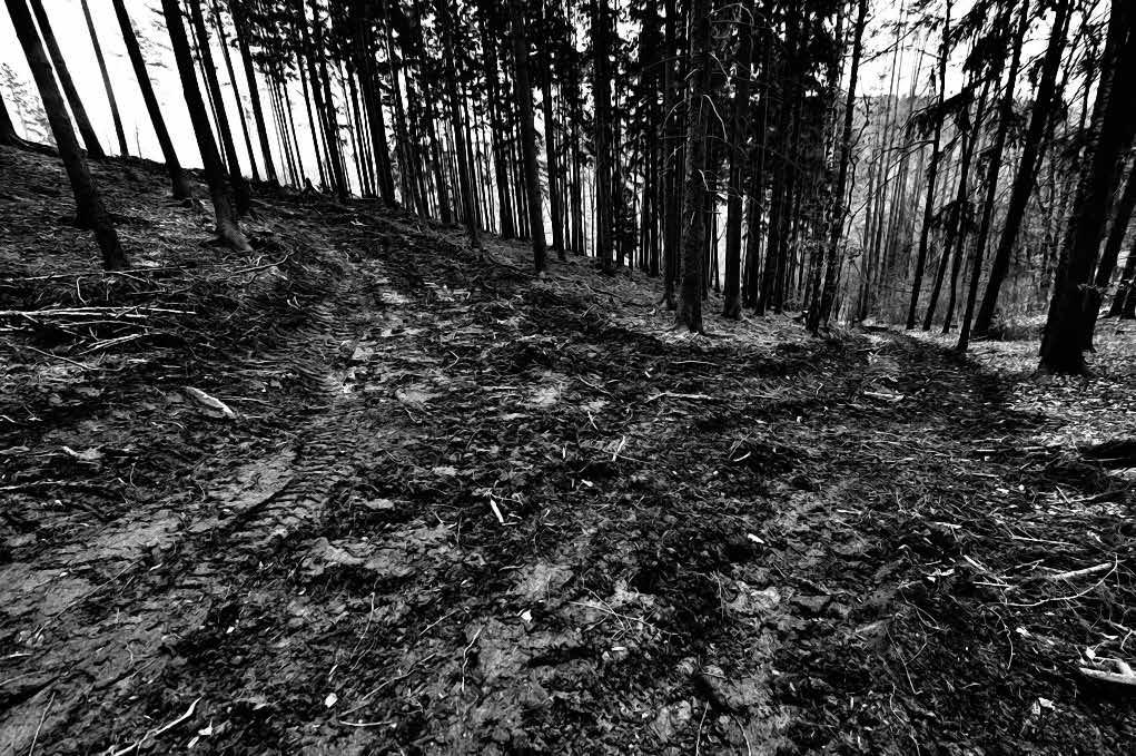 Pokud vlastník v lese provádí hospodářská opatření, nemusí se ohlížet na to, zda Foto: archiv MěÚ Černošice svou činností nějak omezí komfort užívání lesa veřejností.