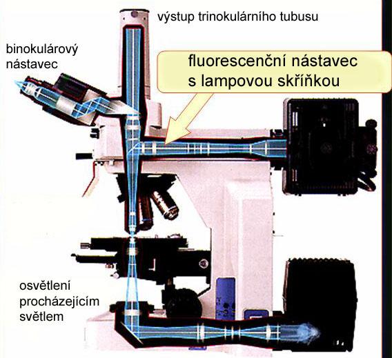 62 Mikroskop, vybavený epi-fluorescenčním zařízením Stručný popis epifluorescenční mikroskopie: Záření vysokotlaké rtuťové výbojky (ve směru kolmém na optickou osu mikroskopu) prochází excitačním