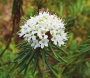 Botanické zajímavosti Českého lesa Uvádí se, že Český les je botanicky nepříliš bohaté území, nicméně i zde můžete najít řadu rostlinných klenotů a vychutnat si plně jeho návštěvu.