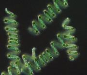 Chcete vědět, v čem spočívá princip metody in vitro organogeneze u listnatých druhů dřevin?
