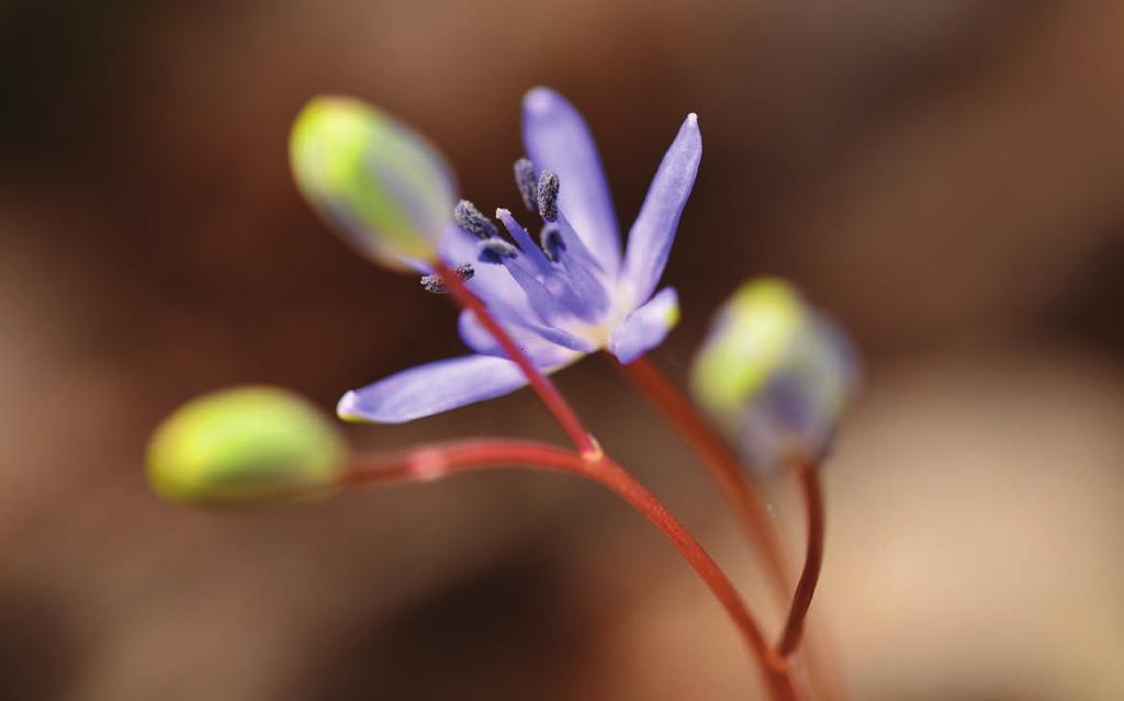2 1 Hrozen květů ladoňky vídeňské (Scilla vindobonensis) JARNÍ VÁBENÍ LADONĚK Jaro má mnoho barev, tvarů a vůní.