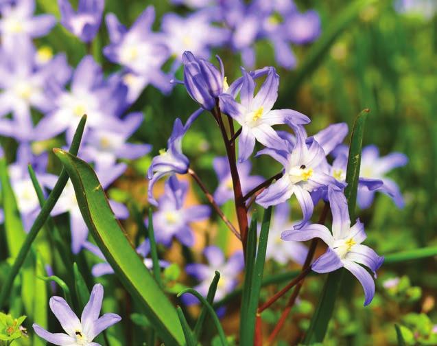 2 Botanický zápisník 5 Ladoňka zářící (Scilla forbesii). Na první pohled je jednoznačné druhové epiteton, tedy zářící. Vidíte, jak bílá září v modrofialové?