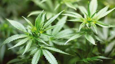 Výzkumná pěstírna konopí je základní infrastrukturou výzkumného záměru Cannabis Research Center (CRC).