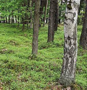 Typický biotop vřesovce pleťového, Pavlovice, foto P. Mudra.