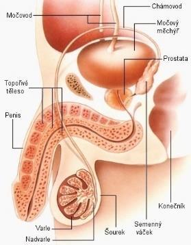 2.1.6 Močová trubice - Uretra Je orgán trubicovitého tvaru, skládající se z několika druhů epitelu.