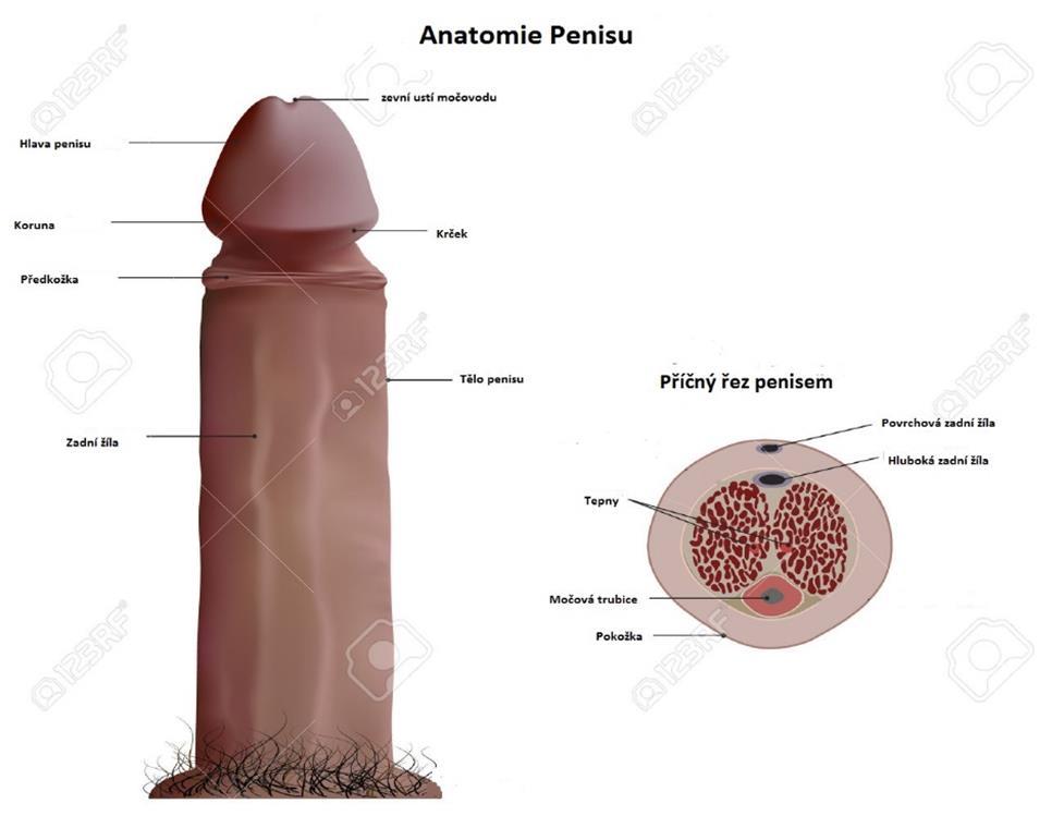 uzavření, při kterém dochází k naplnění dutin, následné zbytnění a zpevnění údu. Tento děj se nazývá erekce. 2.