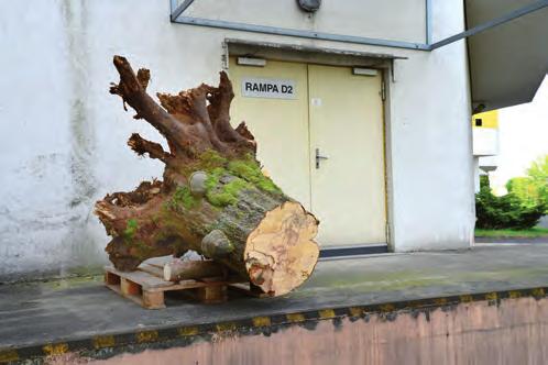 spolupracující Tomáš Kučera z Jihočeské univerzity, studium pralesních hub děláme ve spolupráci s odborem ekologie lesa VÚKOZ (Výzkumný ústav Silva Taroucy pro krajinu a okrasné zahradnictví).