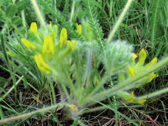 Obr. 39. Kozinec bezlodyžný (Astragalus excapus) je svým výskytem vázán na stepní trávníky v nejteplejších oblastech ČR. Tato fotografie pochází z Pouzdřanské stepi. Foto: O. Šída.