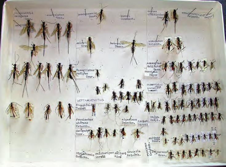 Obr. 56. Ukázka krabice ze sbírky lumků (Ichneumonoidea) J. Šedivého.
