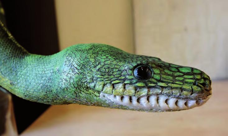 Obr. 67. Exponát amazonského hroznýšovitého hada psohlavce Batesova (Corallus batesii) ve fázi restaurování.