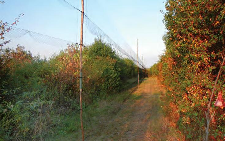 Obr. 88. Odchytové stanoviště u Chotče v Českém krasu. Foto: J. Cepák. tak i dalších cca 40 kroužkovatelů na 27 lokalitách v ČR.