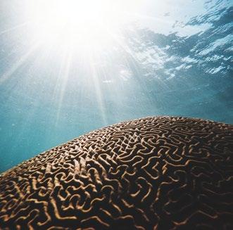 Psychosomatika v biosyntéze tříhodinová ochutnávka a 4denní workshop Nabízí pohled na psychosomatiku s využitím embryologického modelu biosyntézy jako nástroje pro komplexní pohled na pacienta.