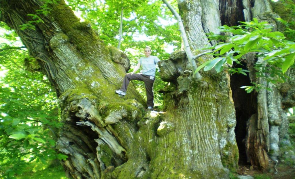 Obr. č. 31. Největší kaštanovník v Galícii s obvodem 13,85m. Odhadovaný věk je více než 1000 let. Foceno v Pumbariños (MELICHAROVÁ, 2011).
