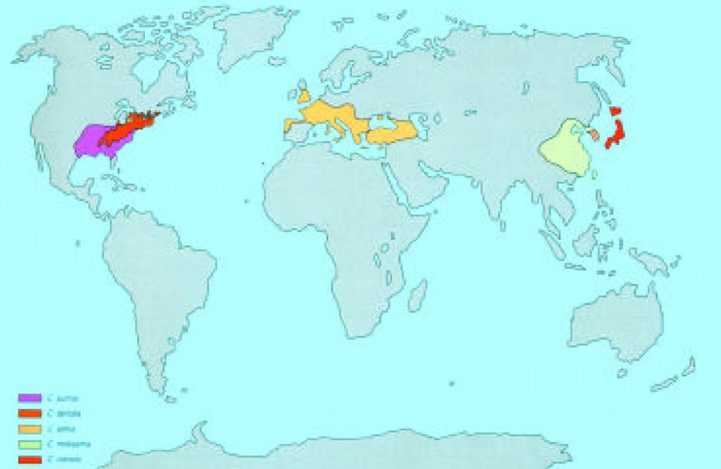 Mapa č. 2. Mapa druhů kaštanovníku dle CORTIZO VIÉITEZ et al. 1999 Mapa č. 3.