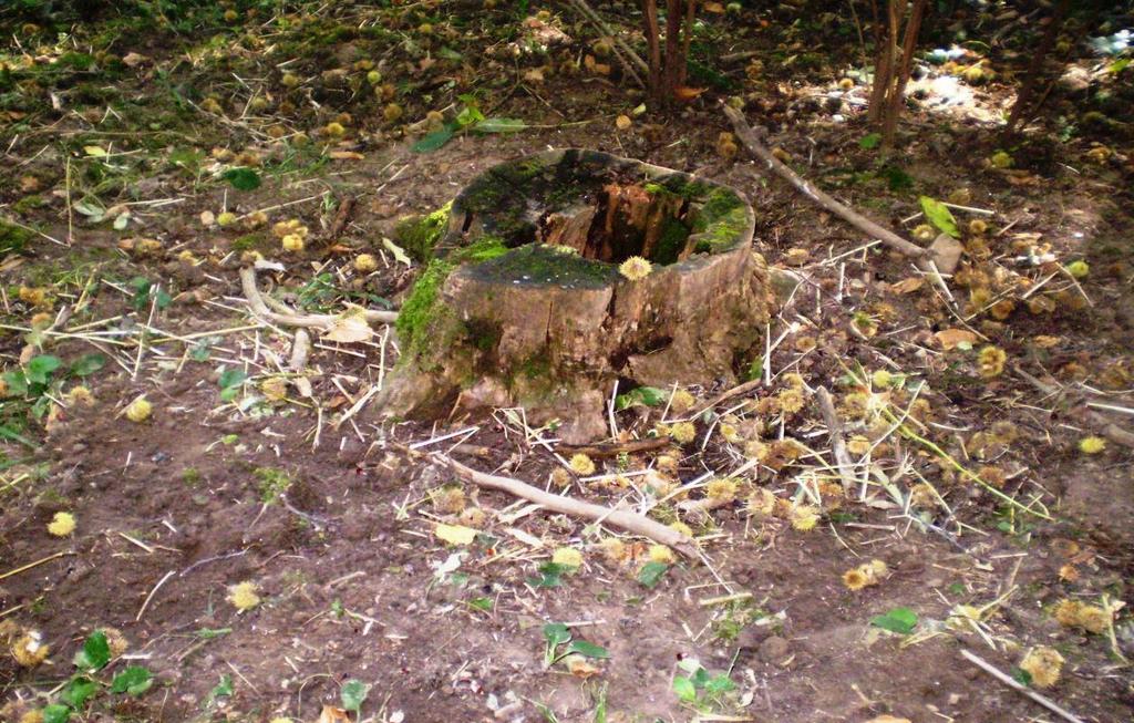 3.4.4. KAŠTANOVNÍK JAKO DŘEVINA PRO ZVĚŘ V posledních několika letech, kdy je jírovec maďal (Aesculus hyppocastanum L.
