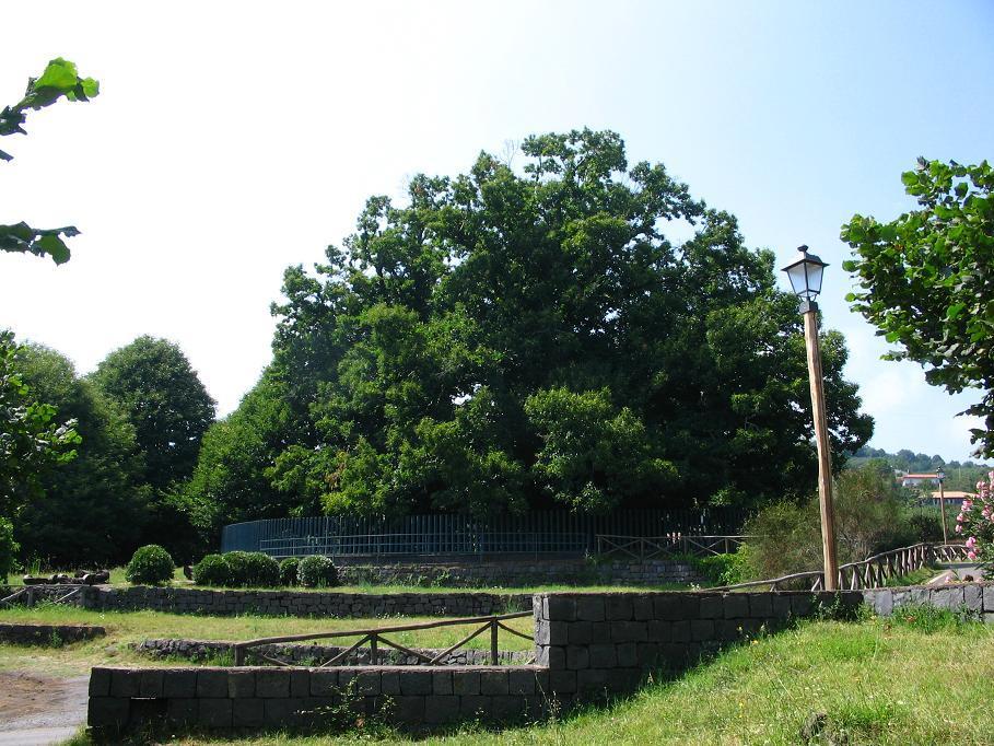 Obr. č. 9. Castagno dei Cento Cavalli v roce 2006, fotografie Lucky Lispové http://it.wikipedia.org/wiki/file:castagno_dei_cento_cavalli.jpg 3.7. NEMOCI KAŠTANOVNÍKU Jak již bylo řečeno v kapitole 3.