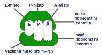 Protože se iniciační trna váže rovnou do P-místa na ribosomu, může prodlužování řetězce (elongace) ihned začít navázáním druhé trna s