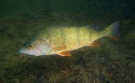 těžbě Fauna: kapři, bělice, karasi, okouni, slunečnice,