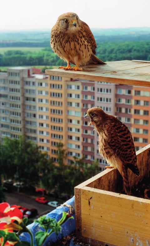 Z NAŠÍ PŘÍRODY POŠTOLKA OBECNÁ (Falco tinnunculus) Pokud se divoká zvířata občas rozhodnou nastěhovat do blízkosti lidských příbytků, obvykle se na straně hostitelů nesetkají s přílišným nadšením.