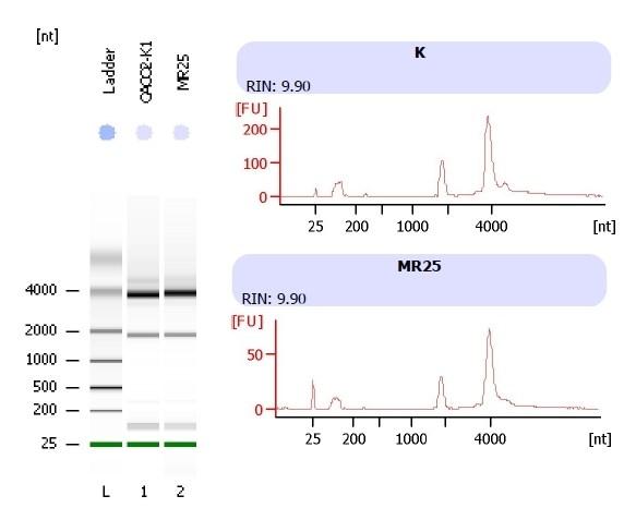 Obrázek 7 vyhodnocení elektroforézy pomocí Agilent 2100 Bioanalyzer u kontrolního vzorku a vzorku MR25 (ladder = vnější standard s molekulami o známé velikosti).