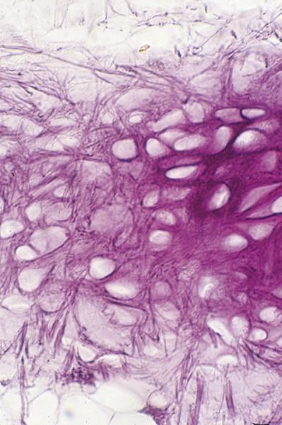 Histologie a