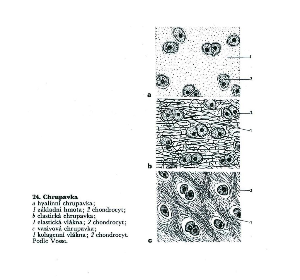 3. chrupavky: chondrocyty a