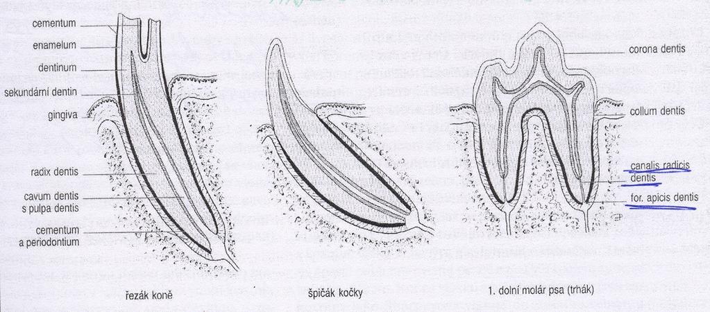 Zubní vzorec Řezáky (dentes incisivi I) Špičáky (dentes canini C) Třenové zuby (dentes premolares P)